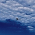 bluebird