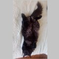 Canivilo - Mi gato se esta quejando
