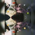 SICK! (Explicit)