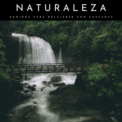 Música para Dormir Con Relajantes Sonidos de la Naturaleza、Sonidos De Aves、Musica Para Estudiar Academy - Música De Aves
