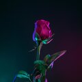 Deemer、Seth Arnold - New Love (feat. DEEMER)