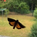 schmock_mp3、DSLR - krach_im_kopf