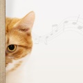 Music For Cats、Cat Music、Cat Music Experience - Calm Cat