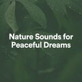 Nature Sounds for Peaceful Dreams