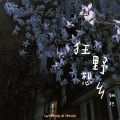 翎枳Yik - 狂野想乡
