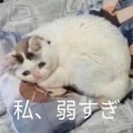 猫猫大魔汪 - 养分