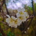 三三三三三花花儿 - 伯虎说