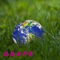 Grape