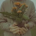 Jeffrey - Pesticide (Explicit)