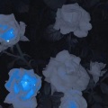 初月 - 若是明仔载
