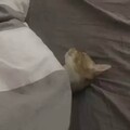 ʟᴏᴠᴇʙɪᴜ你