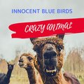 INNOCENT BLUE BIRDS - Crazy Animal