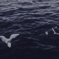 逃不出那片花海 - Home (0.8版)