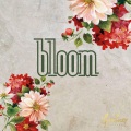 Bloom