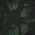 Paul - Sleep Rain