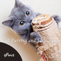 4Paws: Cat Purring and Scratching Vol. 1