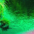 Trapped Tiger / Rephase