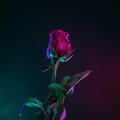 Rose (Explicit)