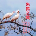 伊人家乡 - 朱鹮之歌