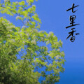 林曦、THL - 七里香
