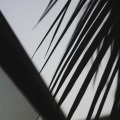 Orangestar - Silhouette