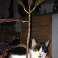 Michael Noah Kovas、Archangelmichaelf、Kingmidasex、LilMeow0419 - HUNGER GAMES (Explicit)