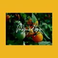 Krikit Boi、Josh Pedregon - Pomodoro