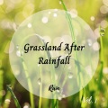 Dog Calming Music、Rain Wonder、Nature Noise - A Lot of Raindrops