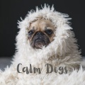 Sleepy Dogs、Calming for Dogs、Sleep Doggie - Tranquil Frequencies for Pets