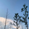 SolomonAcoustic、melonchoo、小琦配猪YooGi、星诺一枝花 - 좋아해서 미안 (Sorry I Love You)