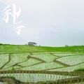 安幼鱼 - 种子