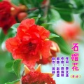 石榴花