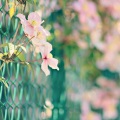 黄秋颖 - 红色季节