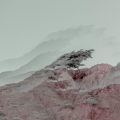 beth orton - Weather Alive