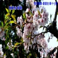 刘清池 - 默默盼歸期