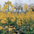 荼锦 - Kiss the Rain