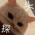 平平淡淡的鼬 - 阿姆斯特丹
