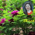 吴梦言 - 建盏留天香