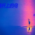 江晨 - 电线杆上的鸟