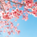 桜+OK绷 (中日双声道)