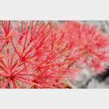 ntt_ - Aster
