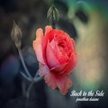 jonathan daiane - Back to the Side