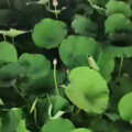 安徽民歌王子 - 芦花