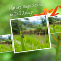 Nature Bugs Sound to Fall Asleep - 2 Hours