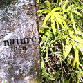 Than - nature