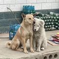 狗熊抛球 - 小传奇