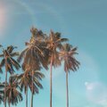Bilingual - Summer melody
