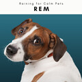 Raining for Calm Pets - Gentle Rain Drops Music for Deep Dog Sleep