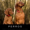 Perros: Calma A Tus Cachorros Con Música De Fuego