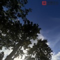 舒缓治愈轻音乐,祛除身心疲惫的情绪